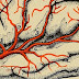 More Evidence That Parkinson's Starts In The Gut And Not In The Brain According To Scientists