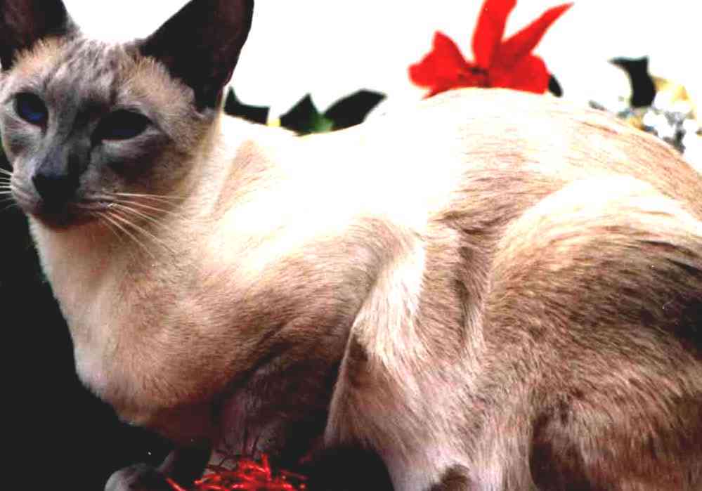 Siamese Cat How Long Does A Siamese Cat Live