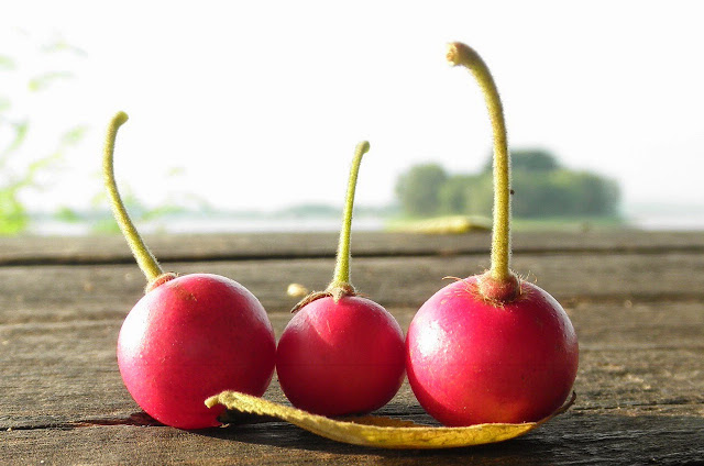 Pernah Dengar Buah Kersen? Buah Liar Ini Ternyata Sangat Bermanfaat loh! Inilah 6 Manfaatnya Pernah Dengar Buah Kersen? Buah Liar Ini Ternyata Sangat Bermanfaat loh! Inilah 6 Manfaatnya