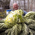 Peter Glazebrook: Grows a giant cauliflower weighs in at 27.5kg world record (Video)