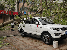 tree which feel on a parked vehicle