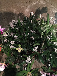 , Orchidee dal mondo – 2016 – Monteporzio Catone, diarid'orchidee