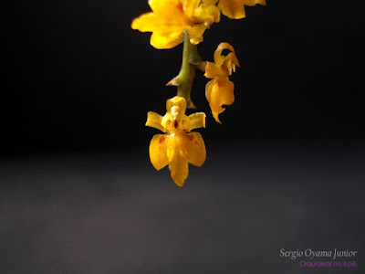 Orquídea Oncidium pumilum