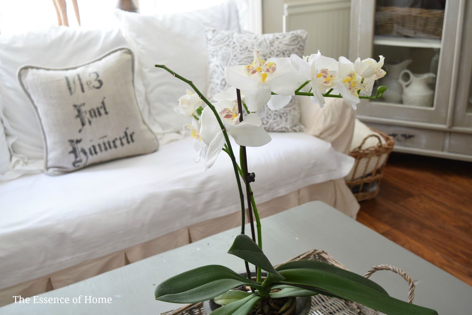 The Essence of Home What To Do When Your Orchid Has No Flowers