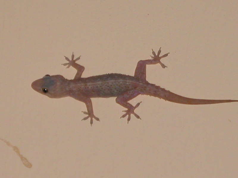 biology-of-animals-hemidactylus-sp-house-lizard