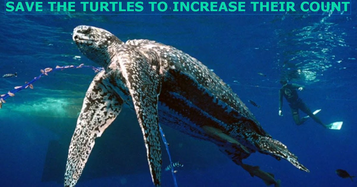 Save The Animals Why do Leatherback Sea Turtle critically