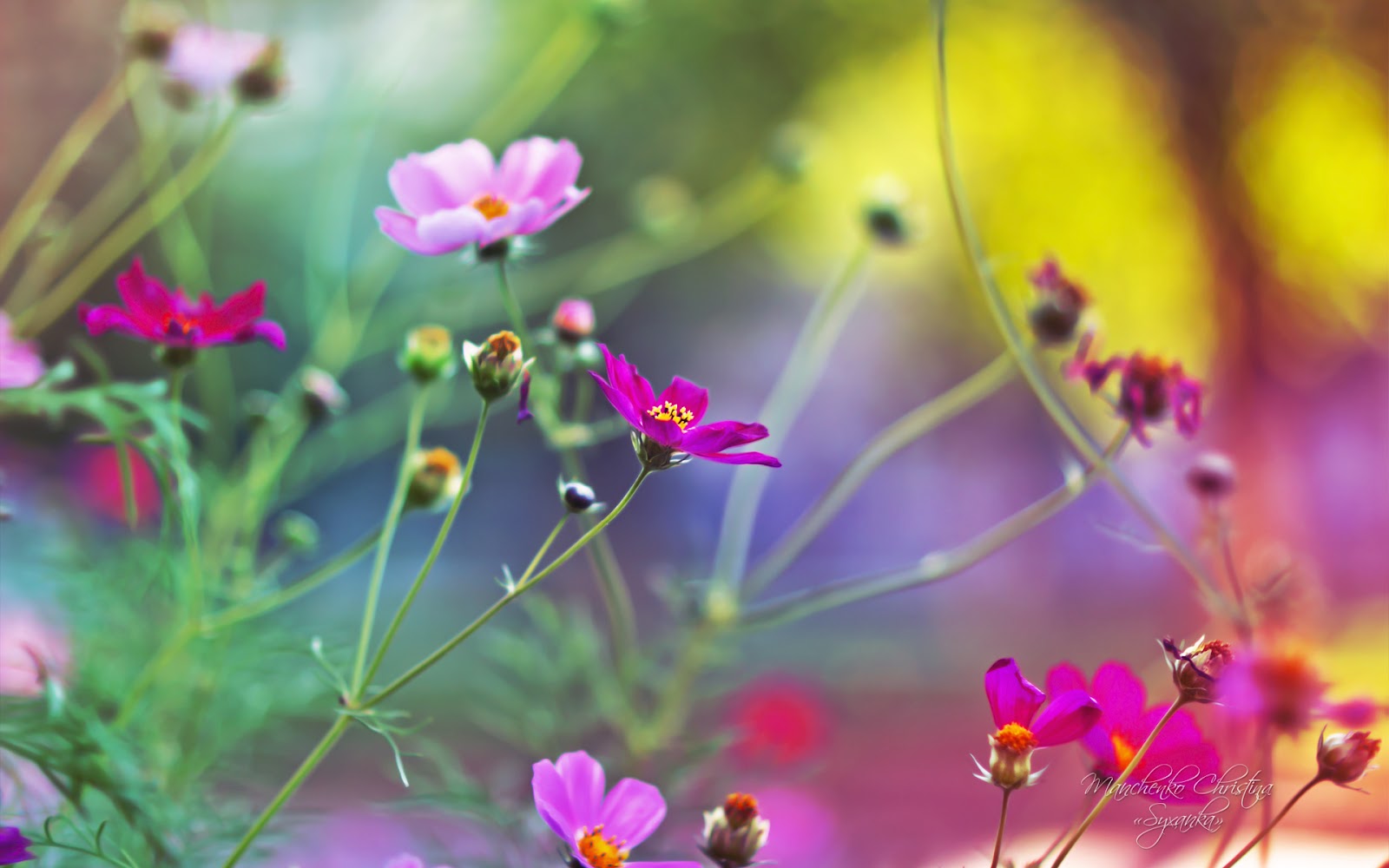 flowers wallpapers free downloading | Amazing widescreen beautiful hd