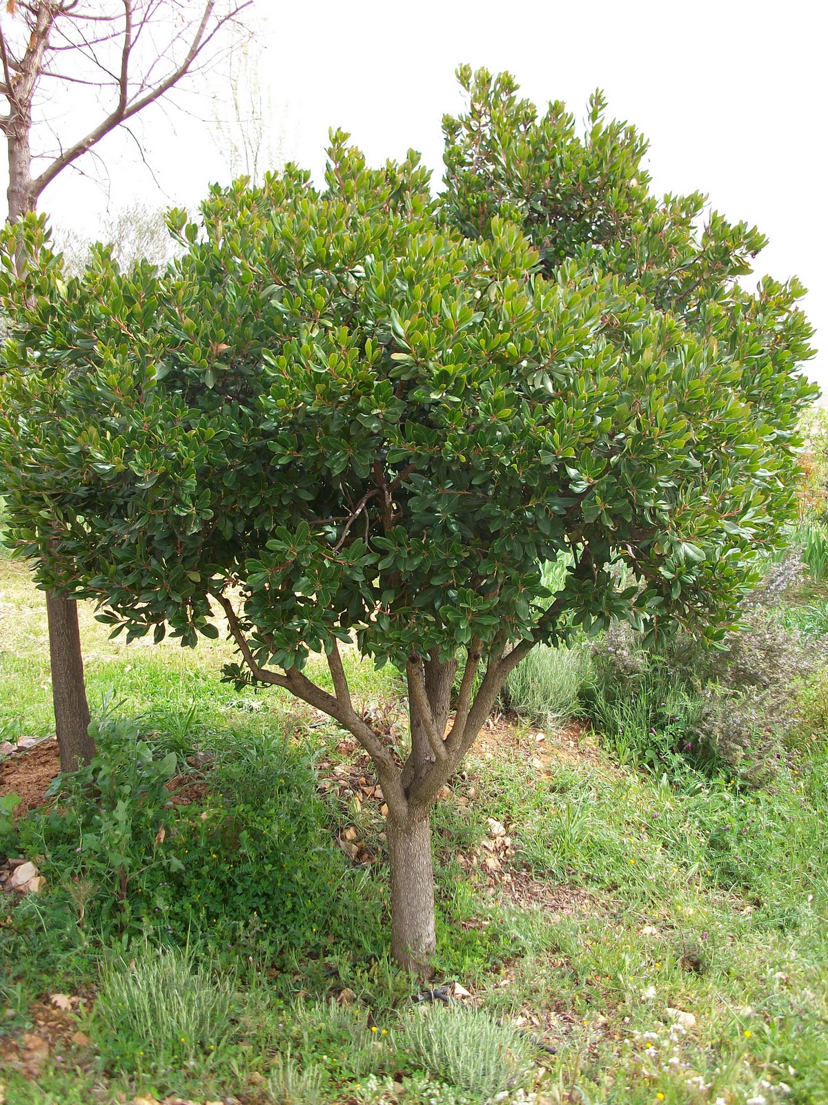 Vegetación en los Montes de Toledo: MADROÑO-ARBUSTUS UNEDO