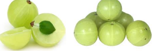 Indian Gooseberry (Amla) for Urinary Tract Infection (UTI) Indian Gooseberry (Amla) for Urinary Tract Infection (UTI)