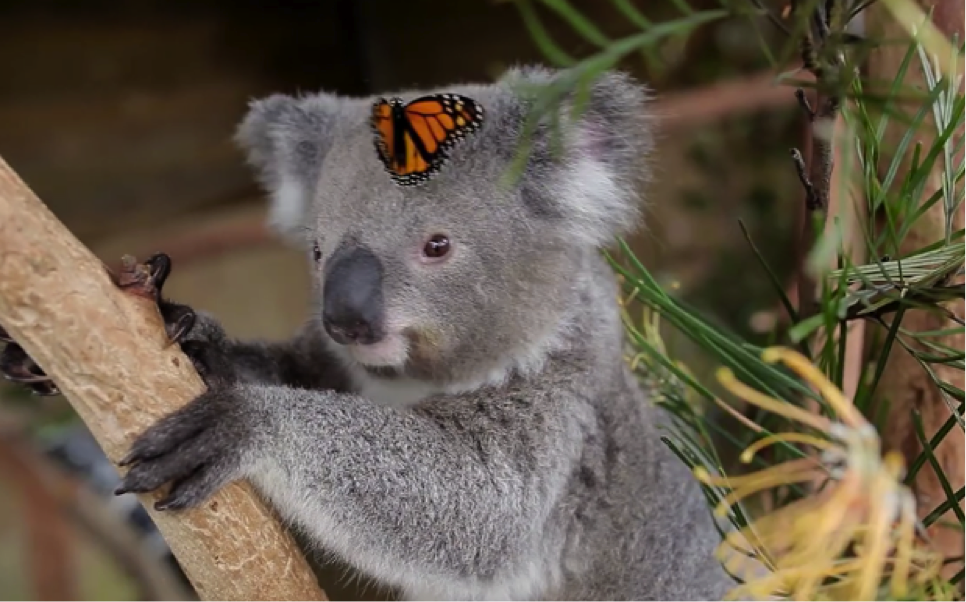 Book Review The 'FunJungle' Series by Stuart Gibbs