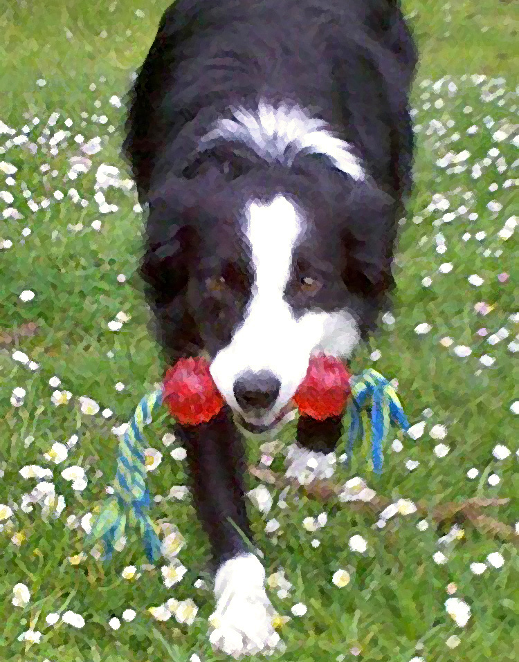 35+ Border Collie Bites Pic Bleumoonproductions