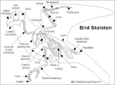 Bird Anatomy
