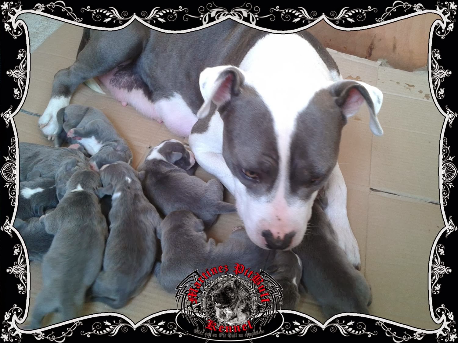 Martinez PitBull Kennel Cachorros disponibles