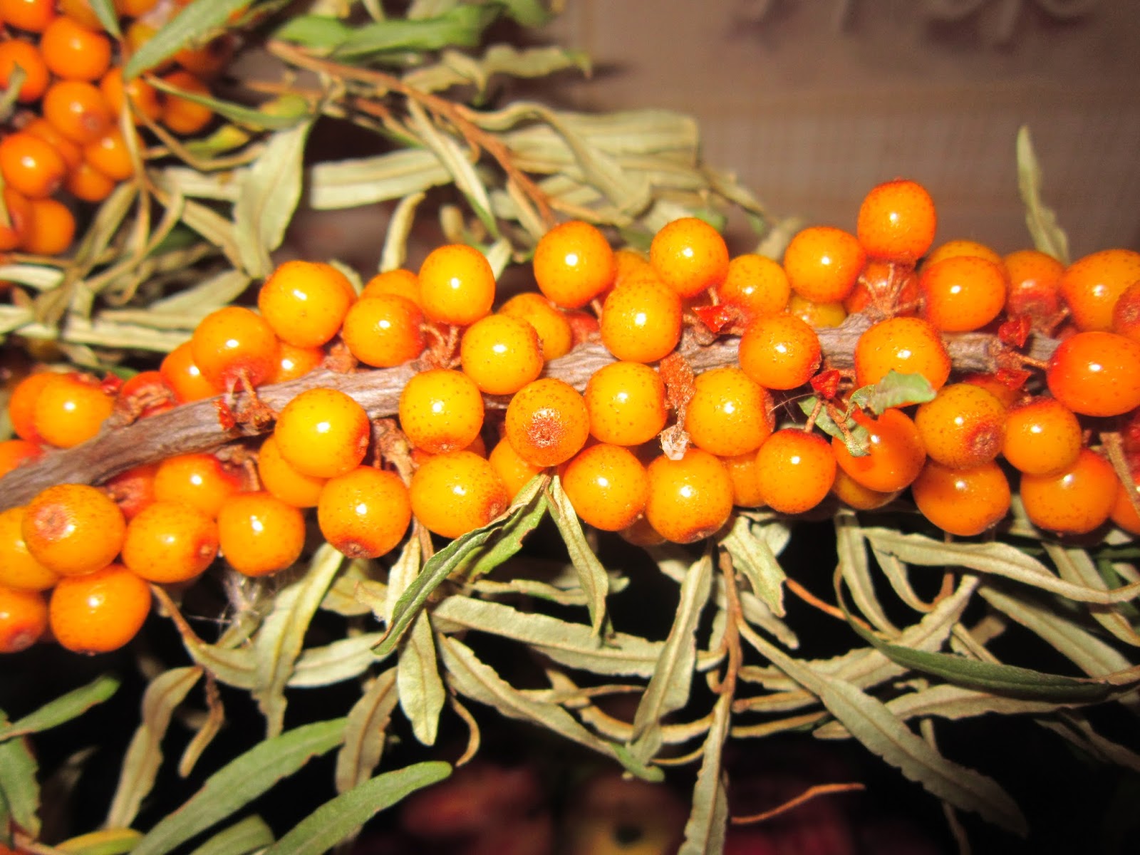 Облепиха Виктор. Облепиха в октябре. Облепиха крыжовник крапива. Облепиха магия