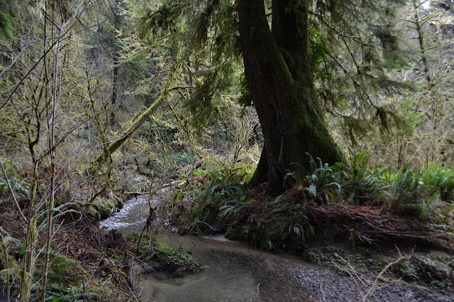 creek among trees