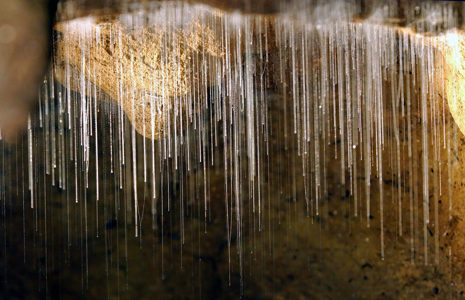 glow worms photography new zealand cave glow worms photography new zealand cave