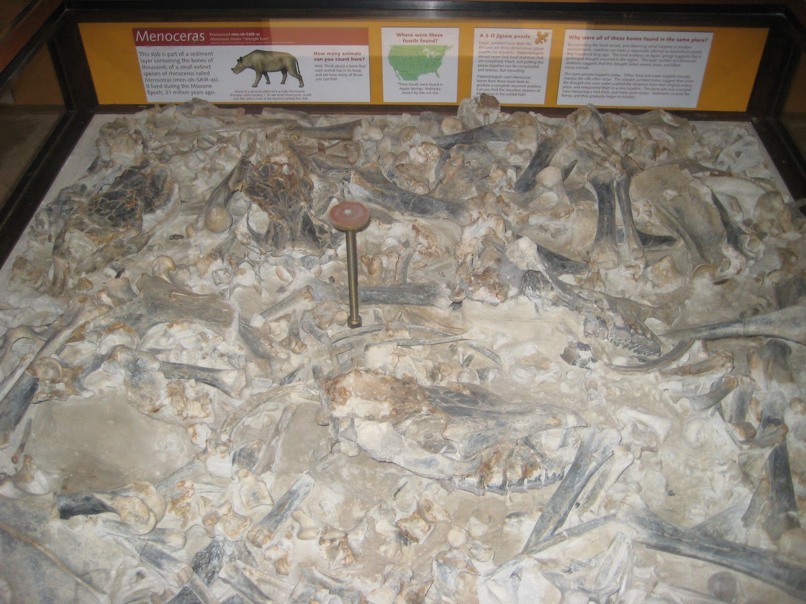 Fossils Fossils Found In Michigan