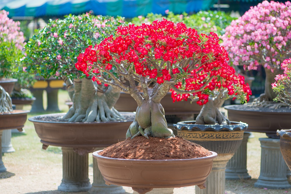 Tips on Starting A Bonsai Nursery The Australian Blog Hub