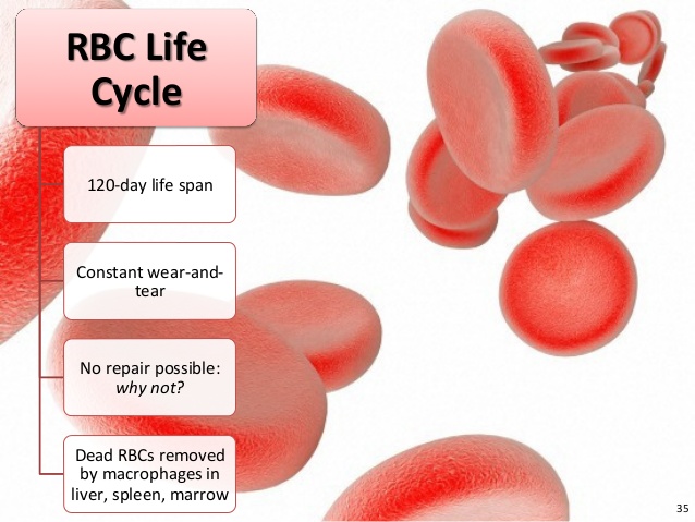 Internal Rbc Near End Of Life SURGSEMINAR: SPLEEN FUNCTIONS 2 RBC Life CYCLE