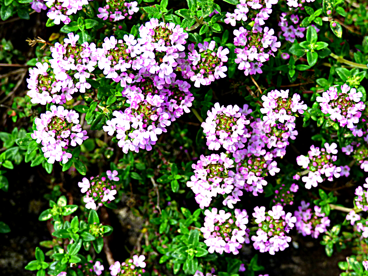 Chez Maximka Photo diary week 20, 366