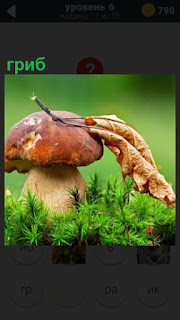 В лесу на поляне вырос красивый гриб с листочком на шляпке
