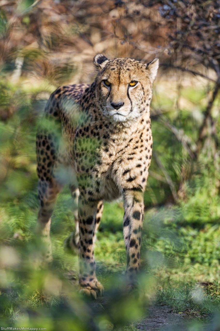 Cheetah or Leopard 1 (Photo by Tambako The Jaguar)