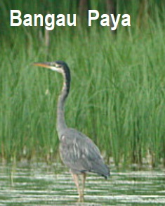 Anim Agro Technology Burung Bangau Di Malaysia