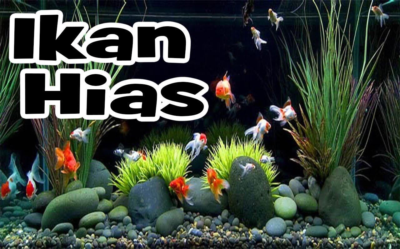TUTORIAL CARA MEMBUAT TANAMAN HIAS DI DALAM AQUARIUM | DUNIA,SATWA,PIAK