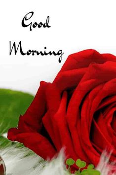 good morning friends images hd