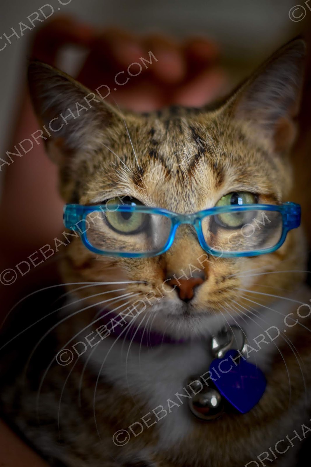 Next Stop.....the World! Monday's Meowment Smart Cat