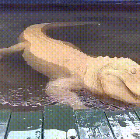 알비노 악어