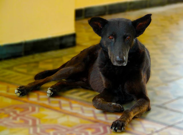 FOTOGRAFIA DE ANIMALES