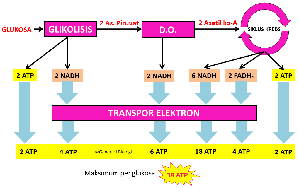 Materi Metabolisme Katabolisme Dan Cara Mudah Menghafalkannya Generasi Biologi