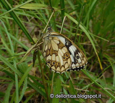 Melanargia galathea farfalle uccelli birdwatching rose erbe officinali confetture sali aromatici e altro ancora alla fattoria didattica dell ortica a Savigno Valsamoggia Bologna in Appennino vicino Zocca