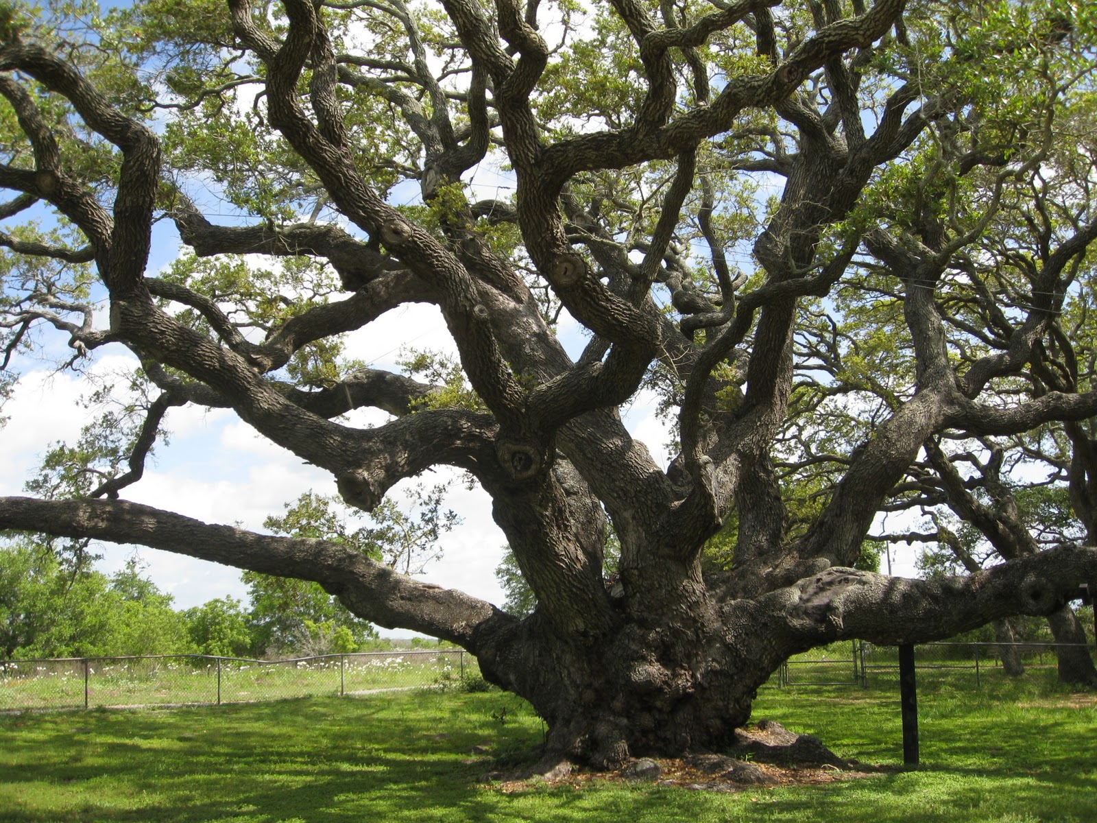 Quotations About Trees