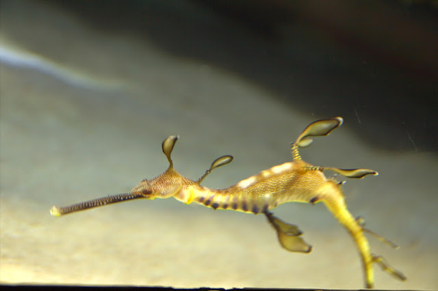 IMG_9999 Jalan-Jalan Terus: Lion City, Singapore