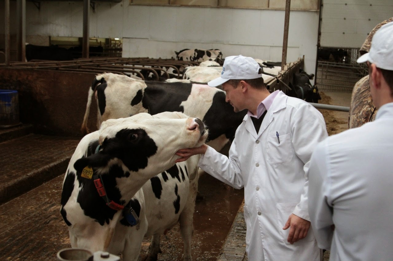 бонитировка крс. ферма на учхозе. кубгау уох краснодарское. ферма на учхозе. алтайский край учхоз пригородное барнаул.