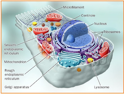 Pencernaan dalam sel dilakukan oleh organel