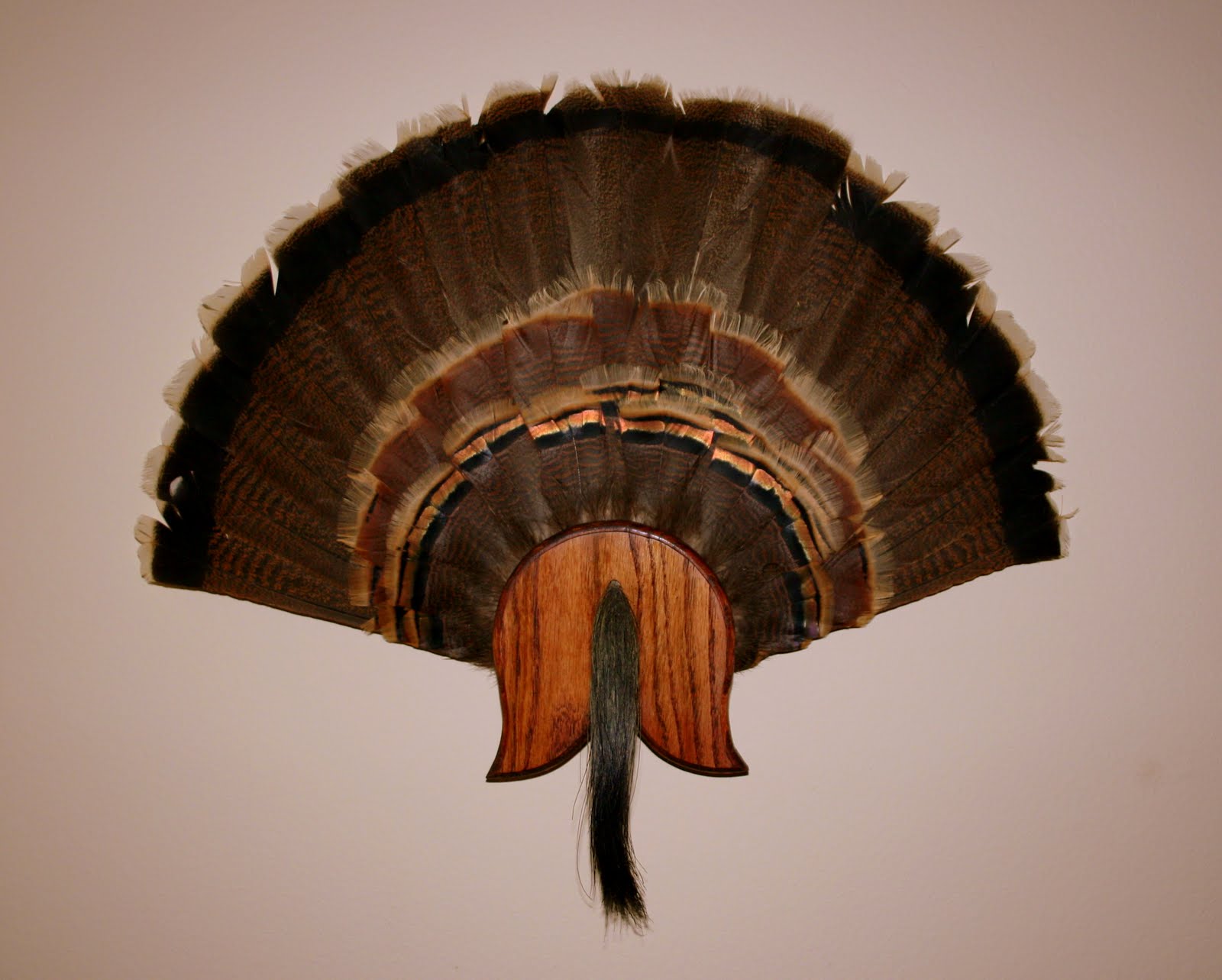 Rob's Hunting Journal Turkey Fan/Beard Display
