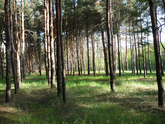 Національний природний парк «Олешківські піски»