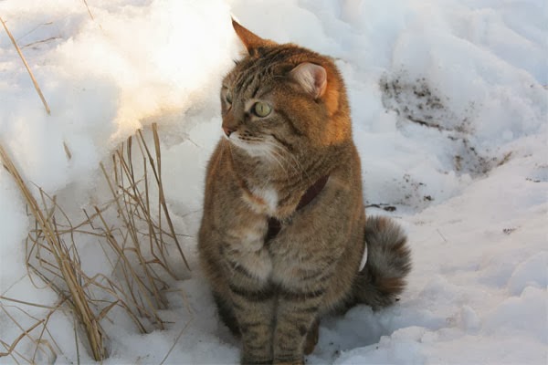 кошка на снегу