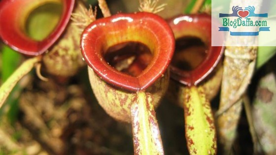 Kantong Semar adalah tumbuhan langka di Indonesia