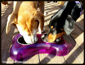 Sophie & Penny think the #LovingPets Dolce Diner rocks! ©LapdogCreations #LapdogCreations
