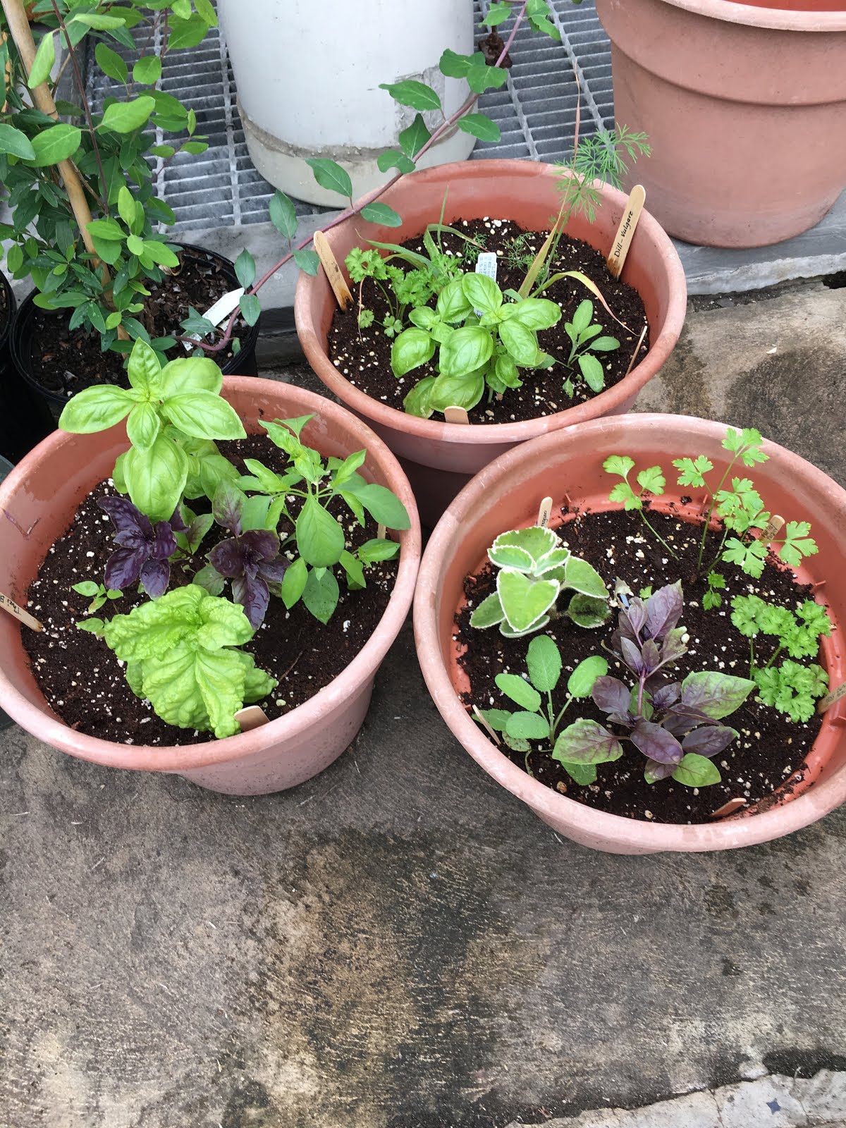 Penn State Extension Philadelphia Master Gardeners Garden Day Plant Sale Update