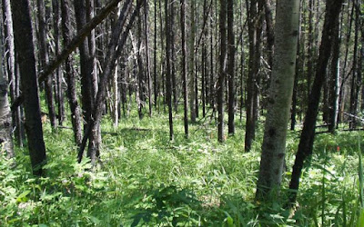 Βρέθηκε εμπρηστικός μηχανισμός κοντά σε δάσος στην Σάμο