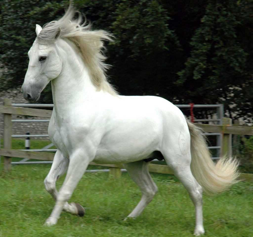 Top 10 Most Beautiful Horses in the World worldstoptenview.blogspot