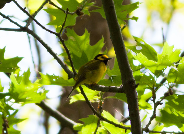 Hooded Warbler - Doodletown, New York