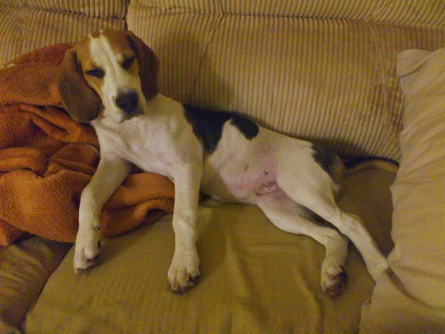 alt="beagle gorka"