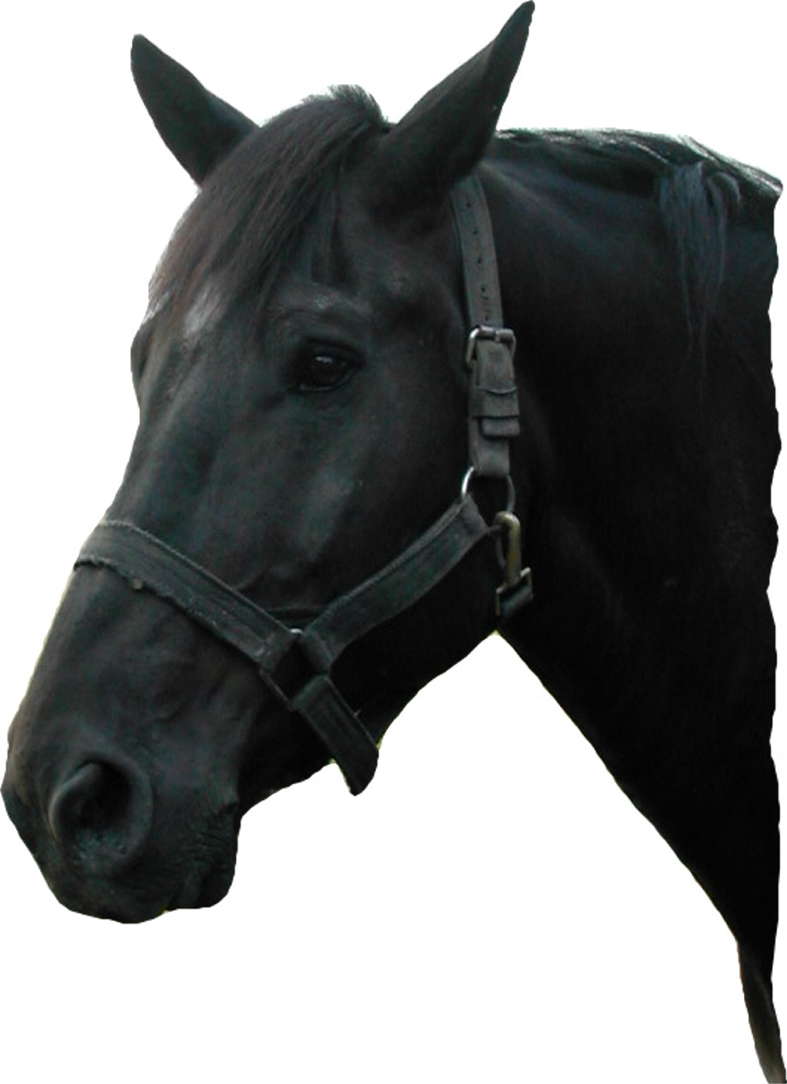 headpiece horse