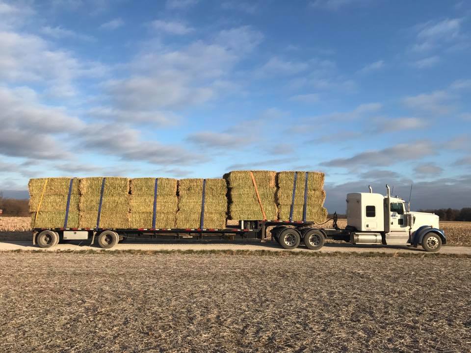 Horse hay for sale near me